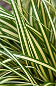 CAREX OSHIMENSIS EVERGOLD