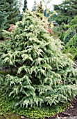 CEDRUS DEODARA SILVER MIST