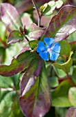 CERATOSTIGMA PLUMBAGINOIDES