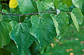 CERCIS CANADENSIS JOYS PRIDE