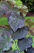 CERCIS CANADENSIS RUBY FALLS