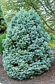 CHAMAECYPARIS PISIFERA CURLY TOP