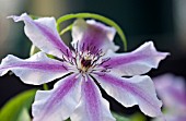 CLEMATIS CHEROKEE