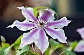 CLEMATIS CHEROKEE