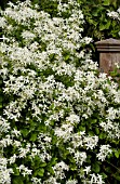 CLEMATIS PANICULATA