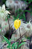 CLEMATIS TANGUTICA