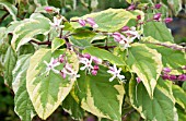CLERODENDRUM TRICHOTOMUM CARNIVAL