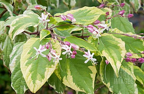 CLERODENDRUM_TRICHOTOMUM_CARNIVAL