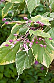 CLERODENDRUM TRICHOTOMUM CARNIVAL