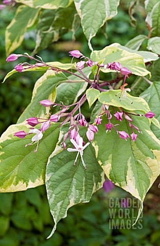 CLERODENDRUM_TRICHOTOMUM_CARNIVAL