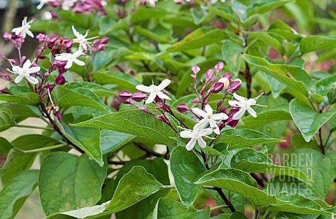CLERODENDRUM_TRICHOTOMUM