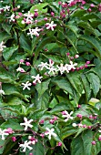 CLERODENDRUM TRICHOTOMUM