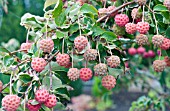 CORNUS KOUSA FRUIT