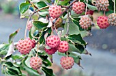 CORNUS KOUSA FRUIT