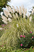 CORTADERIA SELLOANA MONVIN SUN STRIPE