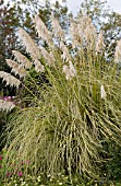 CORTADERIA SELLOANA MONVIN SUN STRIPE