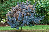 COTINUS COGGYGRIA VELVET CLOAK