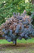 COTINUS COGGYGRIA VELVET CLOAK