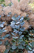 COTINUS COGGYGRIA VELVET CLOAK