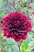 DAHLIA BLACK WIDOW