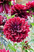 DAHLIA BLACK WIDOW