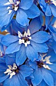 DELPHINIUM MILLENIUM BLUE LACE