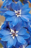 DELPHINIUM MILLENIUM BLUE LACE