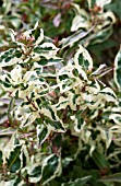 DIERVILLEA SESSILIFOLIA COOL SPLASH