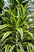 DRACAENA LEMON LIME