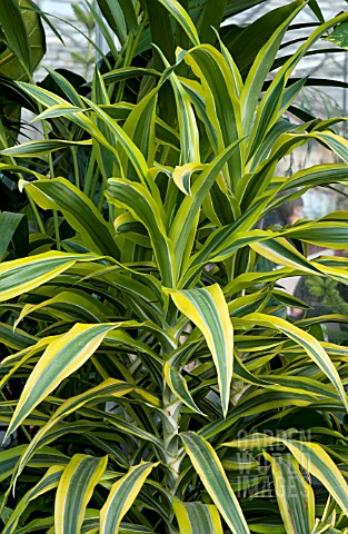 DRACAENA_LEMON_LIME