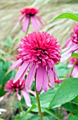 ECHINACEA DOUBLE SCOOP BUBBLE GUM