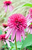 ECHINACEA DOUBLE SCOOP BUBBLE GUM