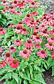 ECHINACEA SOMBRERO SALSA RED