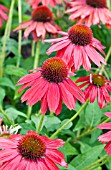 ECHINACEA SOMBRERO SALSA RED