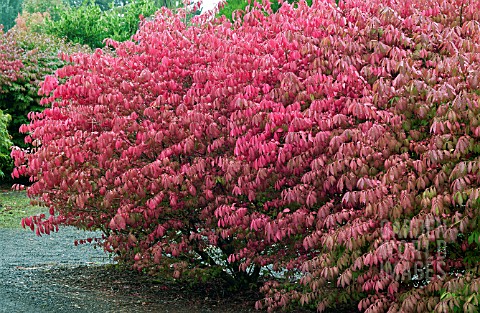 EUONYMUS_ALATA