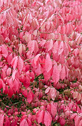 EUONYMUS_ALATA