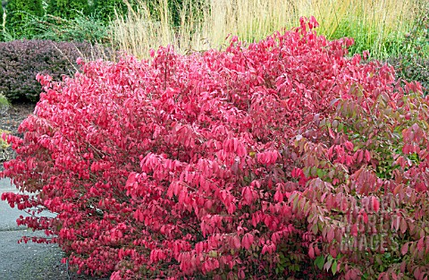 EUONYMUS_ALATA