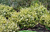 EUONYMUS FORTUNEI SUNSHINE