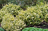 EUONYMUS FORTUNEI SUNSHINE