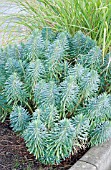 EUPHORBIA CHARACIAS WULFENII