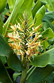 HEDYCHIUM GARDENERIANUM