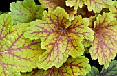 HEUCHERA ELECTRA