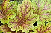 HEUCHERA ELECTRA