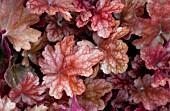 HEUCHERA PEACH FLAMBE