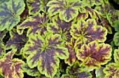 HEUCHERELLA SOLAR POWER