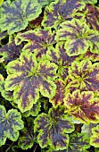 HEUCHERELLA SOLAR POWER