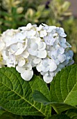 HYDRANGEA MACROPHYLLA BLUSHING BRIDE