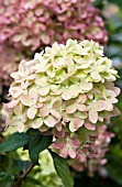 HYDRANGEA PANICULATA LITTLE LIME