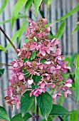 HYDRANGEA PANICULATA PINK DIAMOND