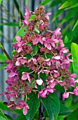 HYDRANGEA PANICULATA PINK DIAMOND